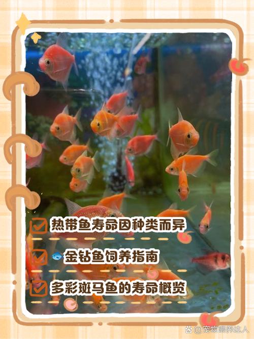 皇后神仙鱼寿命,为什么手机微信会自动闪退-第1张图片 皇后神仙鱼寿命,为什么手机微信会自动闪退-第1张图片