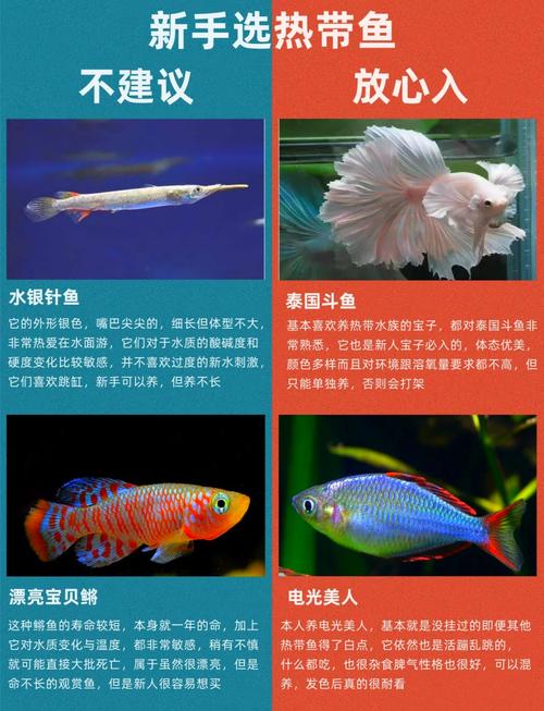 皇后神仙鱼寿命,为什么手机微信会自动闪退-第2张图片 皇后神仙鱼寿命,为什么手机微信会自动闪退-第2张图片