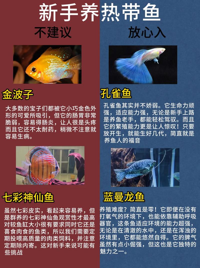 皇后神仙鱼寿命,为什么手机微信会自动闪退-第6张图片 皇后神仙鱼寿命,为什么手机微信会自动闪退-第6张图片