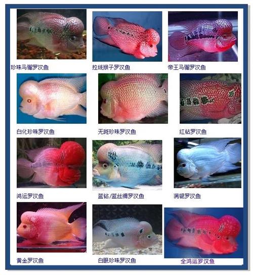 罗汉鱼哪个品种最凶-罗汉鱼哪个品种最值钱-第5张图片 罗汉鱼哪个品种最凶-罗汉鱼哪个品种最值钱-第5张图片