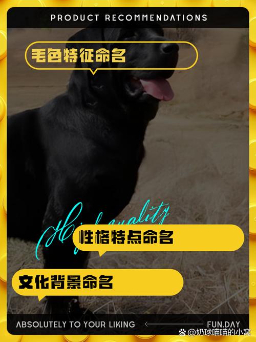 解析“拉布拉多狗狗名字大全”你不知道的事-第2张图片 解析“拉布拉多狗狗名字大全”你不知道的事-第2张图片