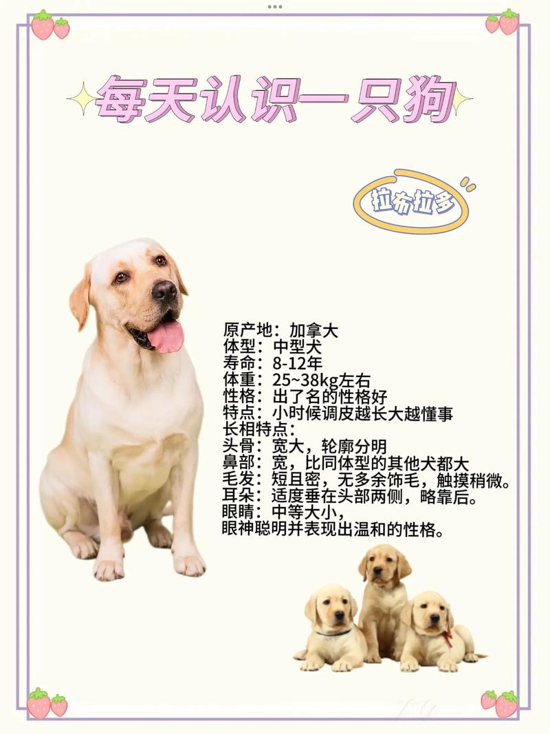 解析“拉布拉多狗狗名字大全”你不知道的事-第3张图片 解析“拉布拉多狗狗名字大全”你不知道的事-第3张图片