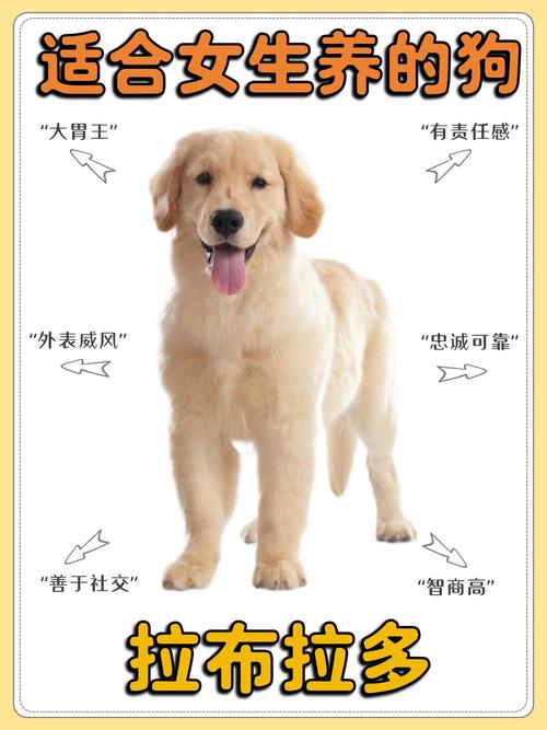 解析“拉布拉多狗狗名字大全”你不知道的事-第6张图片 解析“拉布拉多狗狗名字大全”你不知道的事-第6张图片