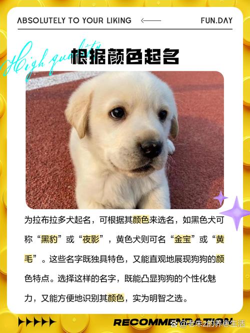 解析“拉布拉多狗狗名字大全”你不知道的事-第10张图片 解析“拉布拉多狗狗名字大全”你不知道的事-第10张图片