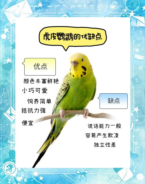 作为消费者“虎皮鹦鹉喜欢人摸哪里”你不能不知道-第6张图片 作为消费者“虎皮鹦鹉喜欢人摸哪里”你不能不知道-第6张图片