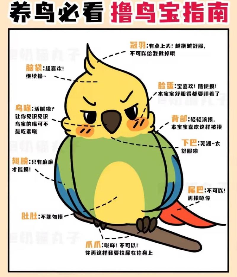 作为消费者“虎皮鹦鹉喜欢人摸哪里”你不能不知道-第7张图片 作为消费者“虎皮鹦鹉喜欢人摸哪里”你不能不知道-第7张图片