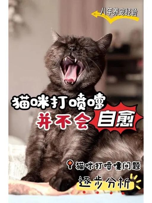 猫咪打喷嚏-猫咪打喷嚏流眼泪是怎么回事-第4张图片 猫咪打喷嚏-猫咪打喷嚏流眼泪是怎么回事-第4张图片