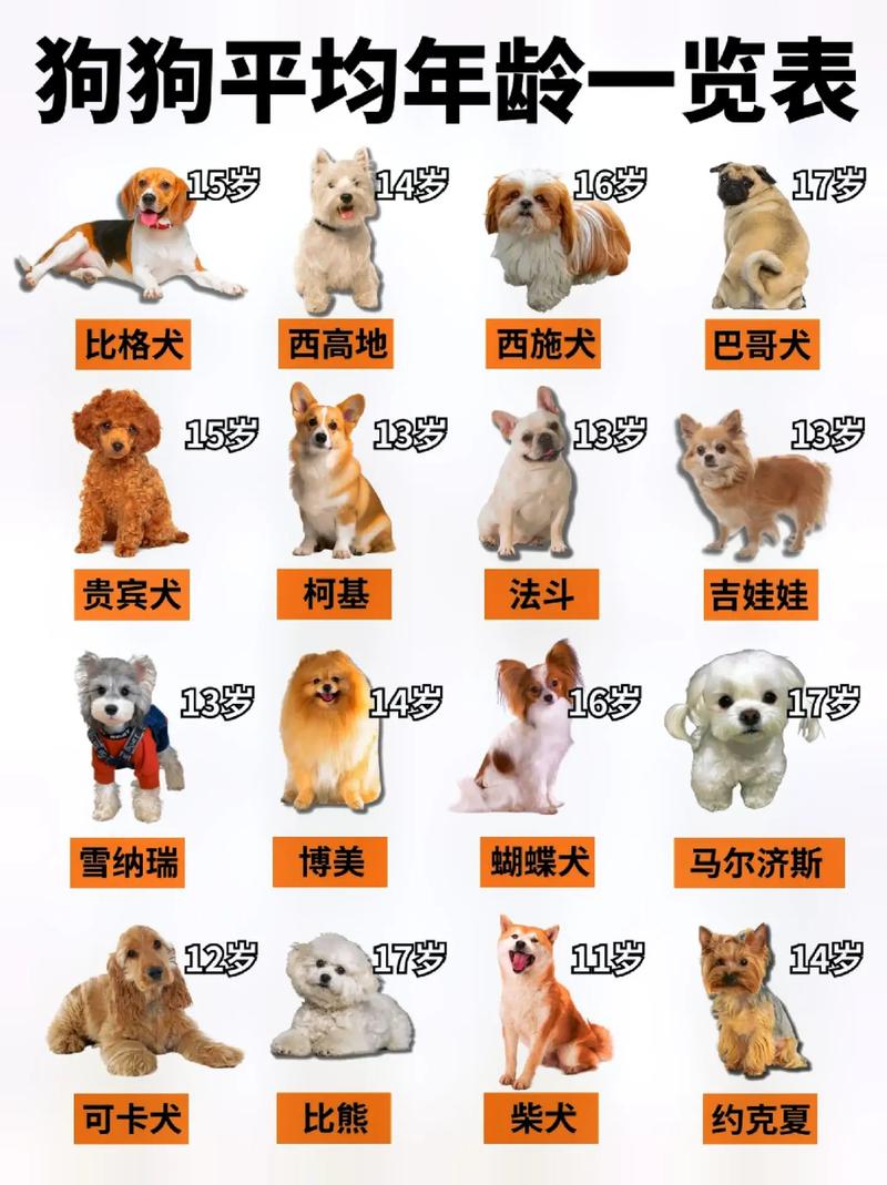 狗的寿命有多长,长寿狗的寿命有多长-第2张图片 狗的寿命有多长,长寿狗的寿命有多长-第2张图片