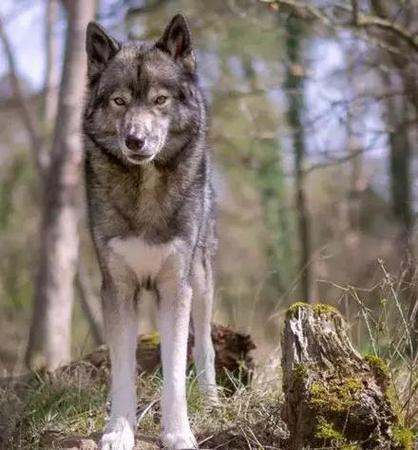解析“哈士奇幼犬帅气”你不知道的事-第3张图片 解析“哈士奇幼犬帅气”你不知道的事-第3张图片
