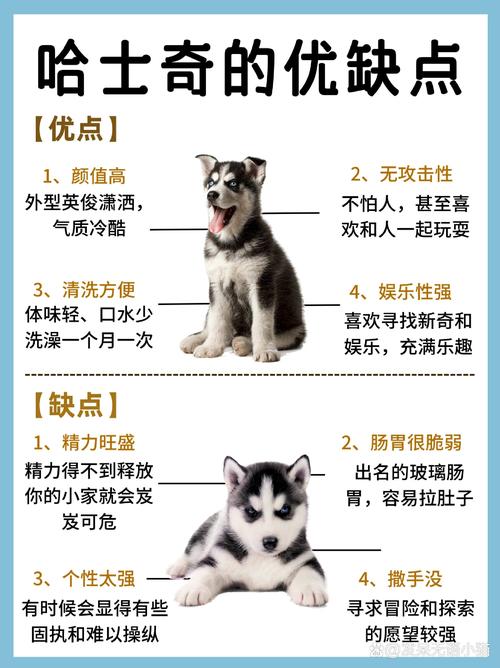 解析“哈士奇幼犬帅气”你不知道的事-第4张图片 解析“哈士奇幼犬帅气”你不知道的事-第4张图片