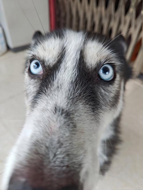 解析“哈士奇幼犬帅气”你不知道的事-第7张图片 解析“哈士奇幼犬帅气”你不知道的事-第7张图片