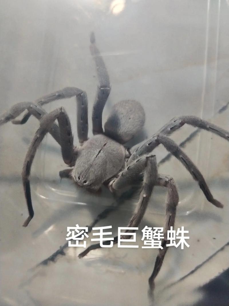 洪都拉斯卷毛多少钱一只,洪都拉斯卷毛幼体-第7张图片 洪都拉斯卷毛多少钱一只,洪都拉斯卷毛幼体-第7张图片