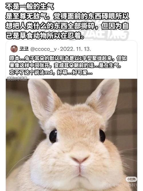 作为消费者“兔子怕什么”你不能不知道