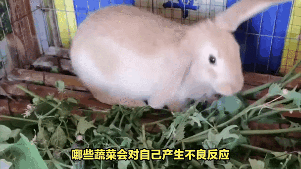 作为消费者“兔子怕什么”你不能不知道-第3张图片 作为消费者“兔子怕什么”你不能不知道-第3张图片