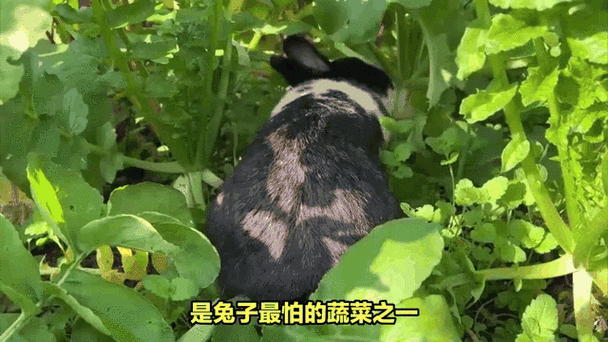 作为消费者“兔子怕什么”你不能不知道-第4张图片 作为消费者“兔子怕什么”你不能不知道-第4张图片