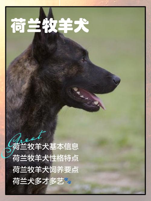 荷兰牧羊犬有几个颜色,荷兰牧羊犬寿命-第1张图片 荷兰牧羊犬有几个颜色,荷兰牧羊犬寿命-第1张图片