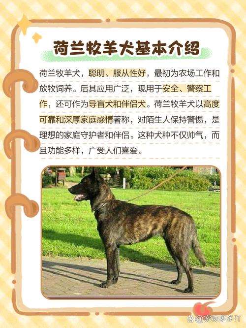 荷兰牧羊犬有几个颜色,荷兰牧羊犬寿命-第6张图片 荷兰牧羊犬有几个颜色,荷兰牧羊犬寿命-第6张图片