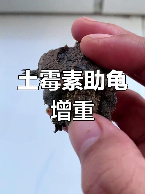 巴西龟肺炎可以用土霉素吗-巴西龟肺炎用庆大霉素吗-第3张图片 巴西龟肺炎可以用土霉素吗-巴西龟肺炎用庆大霉素吗-第3张图片