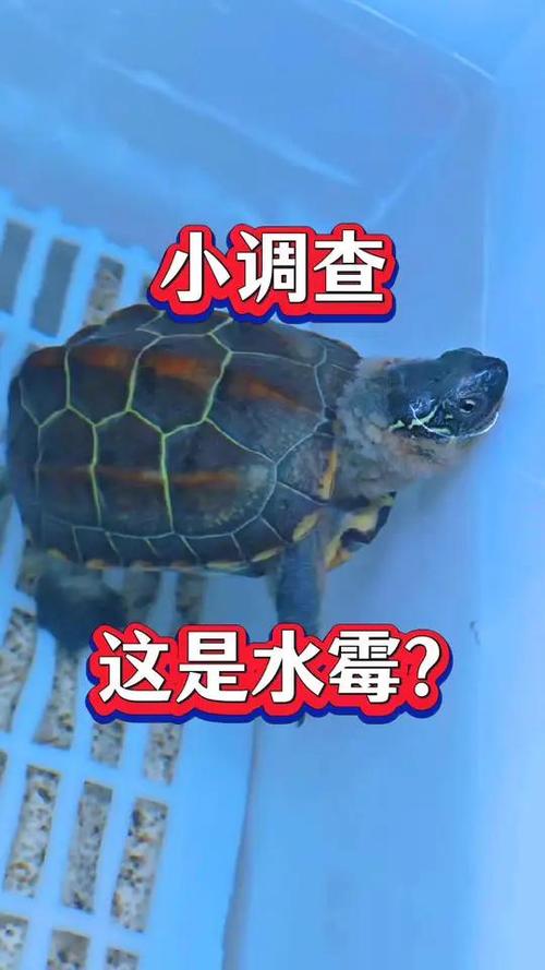 巴西龟肺炎可以用土霉素吗-巴西龟肺炎用庆大霉素吗-第5张图片 巴西龟肺炎可以用土霉素吗-巴西龟肺炎用庆大霉素吗-第5张图片