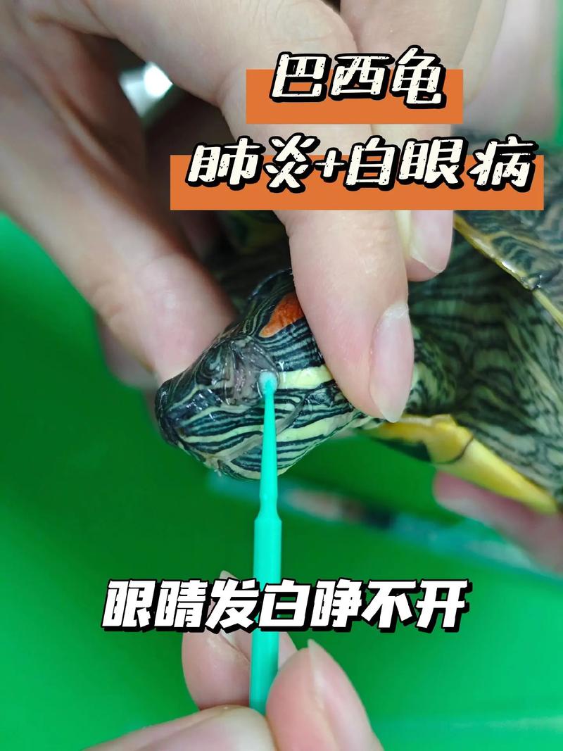 巴西龟肺炎可以用土霉素吗-巴西龟肺炎用庆大霉素吗-第7张图片 巴西龟肺炎可以用土霉素吗-巴西龟肺炎用庆大霉素吗-第7张图片
