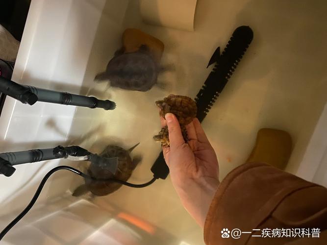 巴西龟肺炎可以用土霉素吗-巴西龟肺炎用庆大霉素吗-第8张图片 巴西龟肺炎可以用土霉素吗-巴西龟肺炎用庆大霉素吗-第8张图片