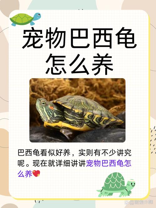 解析“巴西龟喜欢玩什么”你不知道的事-第5张图片 解析“巴西龟喜欢玩什么”你不知道的事-第5张图片