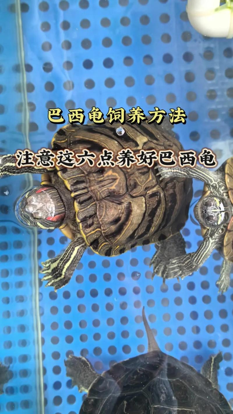解析“巴西龟喜欢玩什么”你不知道的事-第7张图片 解析“巴西龟喜欢玩什么”你不知道的事-第7张图片