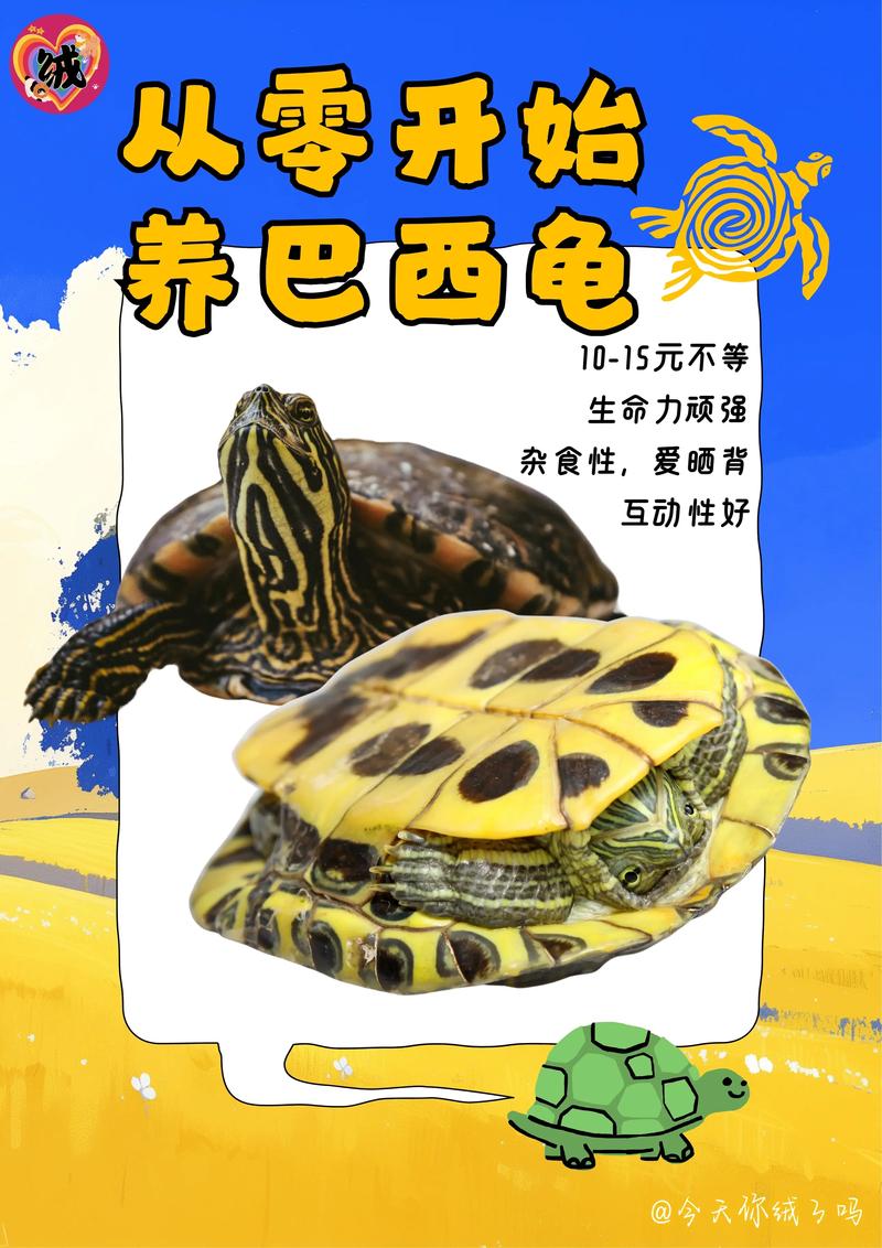 解析“巴西龟喜欢玩什么”你不知道的事-第9张图片 解析“巴西龟喜欢玩什么”你不知道的事-第9张图片