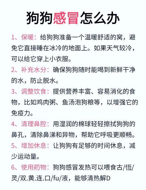 狗感冒/狗感冒了吃什么药-第4张图片 狗感冒/狗感冒了吃什么药-第4张图片