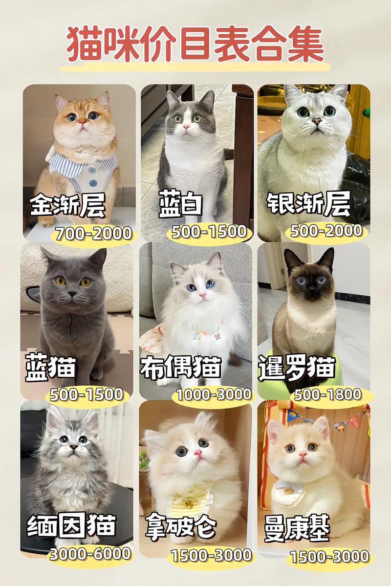 短毛波斯猫多少钱一只,短毛波斯猫费用多少钱一只-第1张图片 短毛波斯猫多少钱一只,短毛波斯猫费用多少钱一只-第1张图片