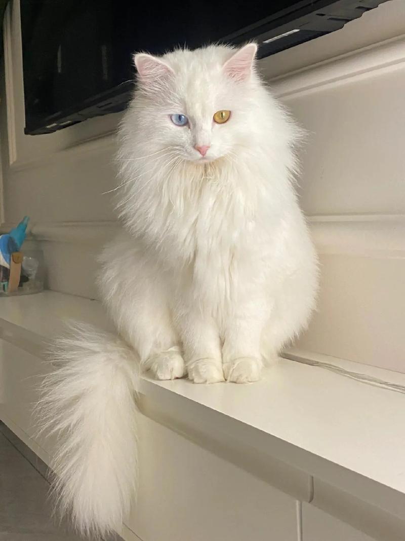 短毛波斯猫多少钱一只,短毛波斯猫费用多少钱一只-第5张图片 短毛波斯猫多少钱一只,短毛波斯猫费用多少钱一只-第5张图片