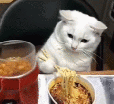 解析“猫咪能吃泡面吗”你不知道的事-第1张图片 解析“猫咪能吃泡面吗”你不知道的事-第1张图片