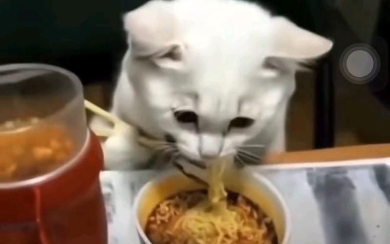 解析“猫咪能吃泡面吗”你不知道的事-第2张图片 解析“猫咪能吃泡面吗”你不知道的事-第2张图片