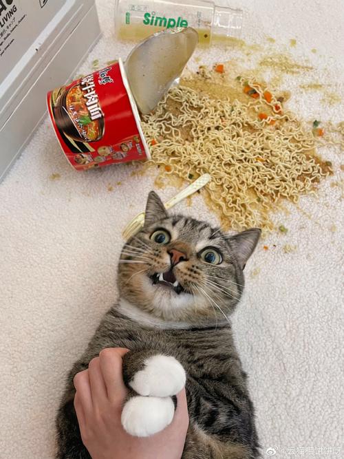 解析“猫咪能吃泡面吗”你不知道的事-第3张图片 解析“猫咪能吃泡面吗”你不知道的事-第3张图片