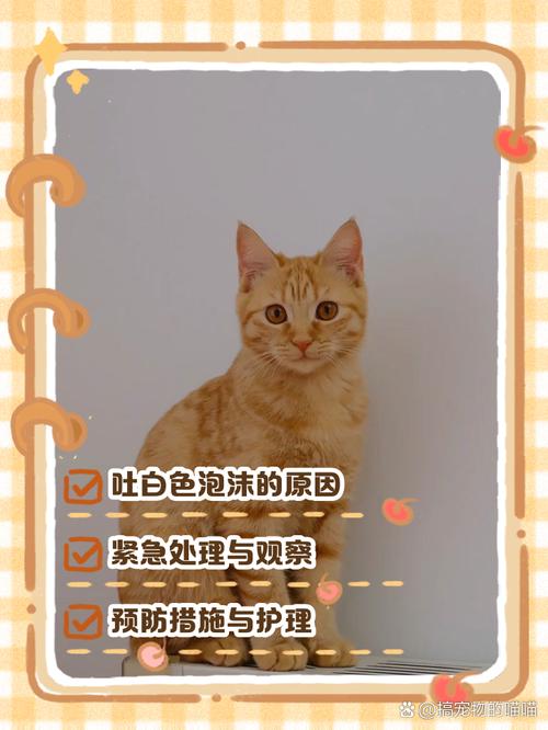解析“猫咪能吃泡面吗”你不知道的事-第5张图片 解析“猫咪能吃泡面吗”你不知道的事-第5张图片