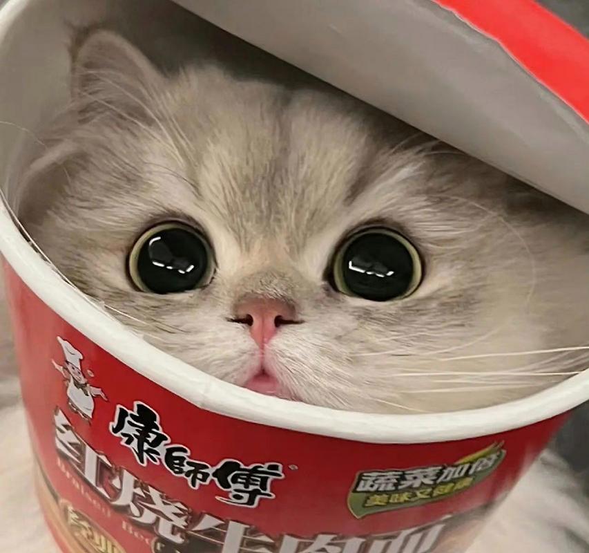 解析“猫咪能吃泡面吗”你不知道的事-第6张图片 解析“猫咪能吃泡面吗”你不知道的事-第6张图片