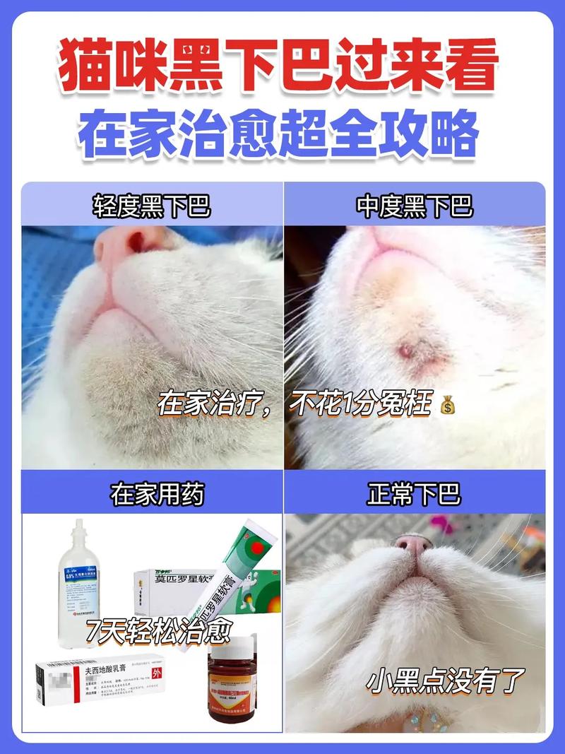 解析“猫咪黑下巴怎么治最快”你不知道的事-第4张图片 解析“猫咪黑下巴怎么治最快”你不知道的事-第4张图片