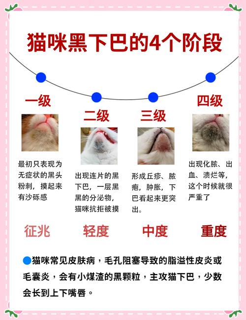 解析“猫咪黑下巴怎么治最快”你不知道的事-第5张图片 解析“猫咪黑下巴怎么治最快”你不知道的事-第5张图片