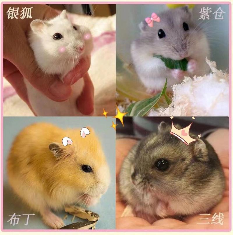 布丁仓鼠体重/布丁仓鼠体型多大