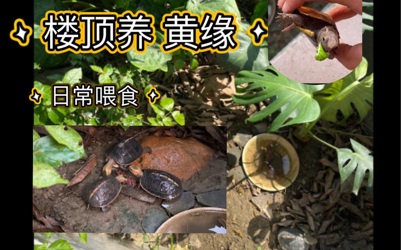 枫叶龟吃什么虫好,枫叶龟吃龟粮吗-第1张图片 枫叶龟吃什么虫好,枫叶龟吃龟粮吗-第1张图片