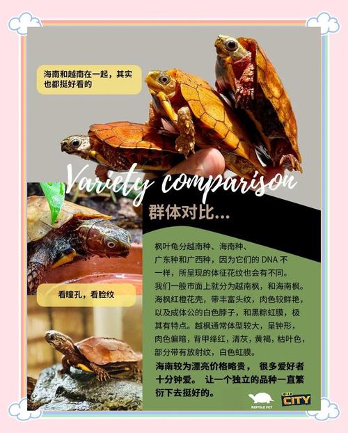 枫叶龟吃什么虫好,枫叶龟吃龟粮吗-第4张图片 枫叶龟吃什么虫好,枫叶龟吃龟粮吗-第4张图片