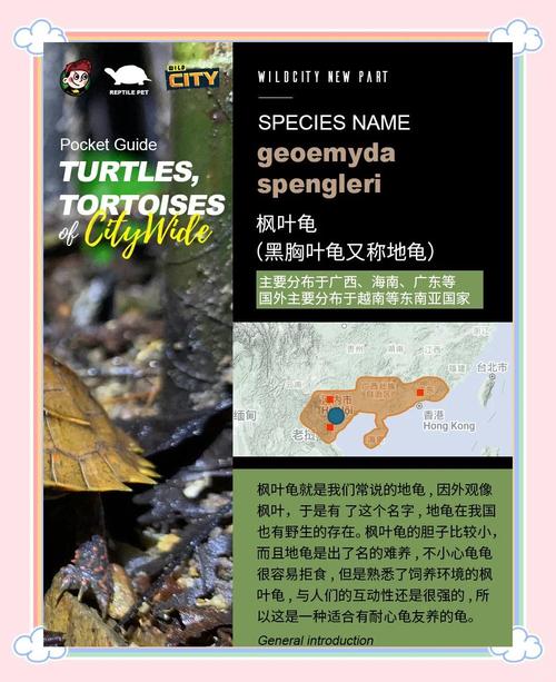 枫叶龟吃什么虫好,枫叶龟吃龟粮吗-第6张图片 枫叶龟吃什么虫好,枫叶龟吃龟粮吗-第6张图片
