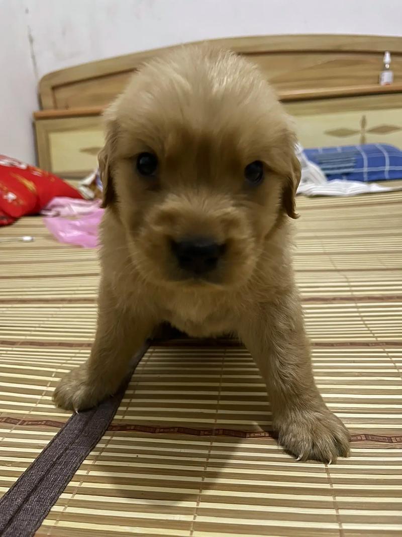 解析“七个月大金毛犬”你不知道的事-第1张图片 解析“七个月大金毛犬”你不知道的事-第1张图片
