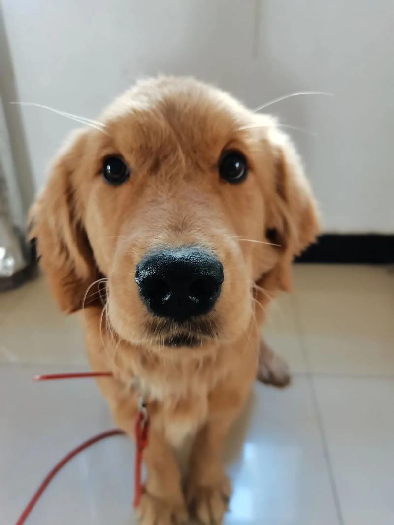 解析“七个月大金毛犬”你不知道的事-第2张图片 解析“七个月大金毛犬”你不知道的事-第2张图片