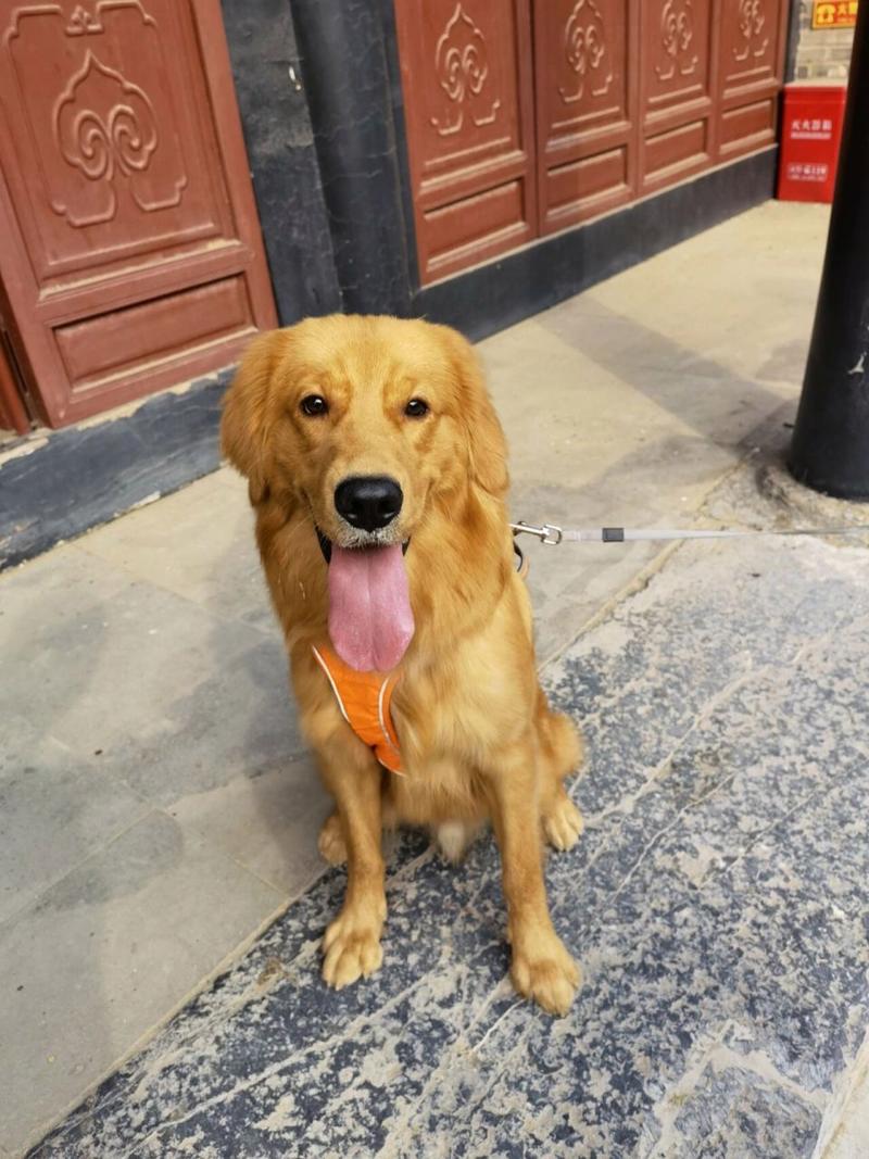 解析“七个月大金毛犬”你不知道的事-第3张图片 解析“七个月大金毛犬”你不知道的事-第3张图片