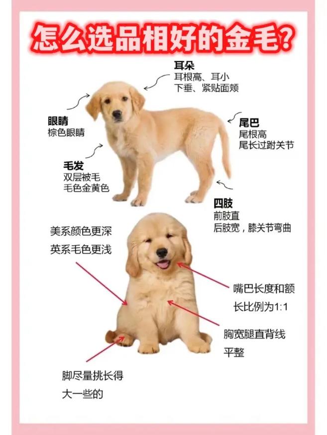 解析“七个月大金毛犬”你不知道的事-第4张图片 解析“七个月大金毛犬”你不知道的事-第4张图片