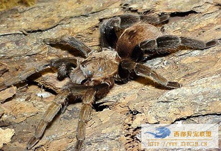 火玫瑰蜘蛛是树栖-火玫瑰蜘蛛认主人吗-第2张图片 火玫瑰蜘蛛是树栖-火玫瑰蜘蛛认主人吗-第2张图片