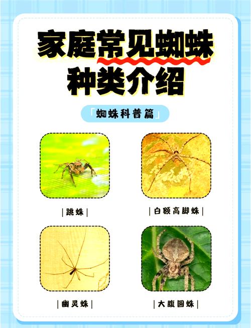 火玫瑰蜘蛛是树栖-火玫瑰蜘蛛认主人吗-第3张图片 火玫瑰蜘蛛是树栖-火玫瑰蜘蛛认主人吗-第3张图片