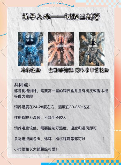 火玫瑰蜘蛛是树栖-火玫瑰蜘蛛认主人吗-第5张图片 火玫瑰蜘蛛是树栖-火玫瑰蜘蛛认主人吗-第5张图片