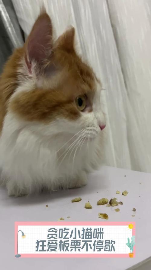 猫咪能吃板栗么/猫能不能吃板栗?-第2张图片 猫咪能吃板栗么/猫能不能吃板栗?-第2张图片